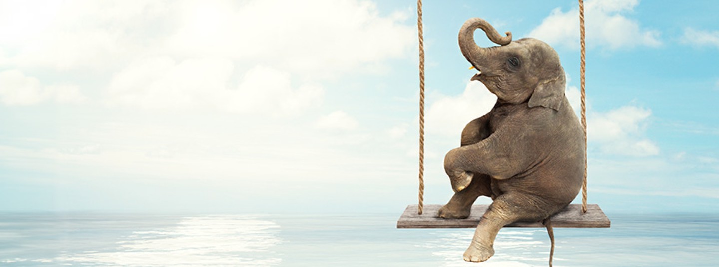 elephant on swing